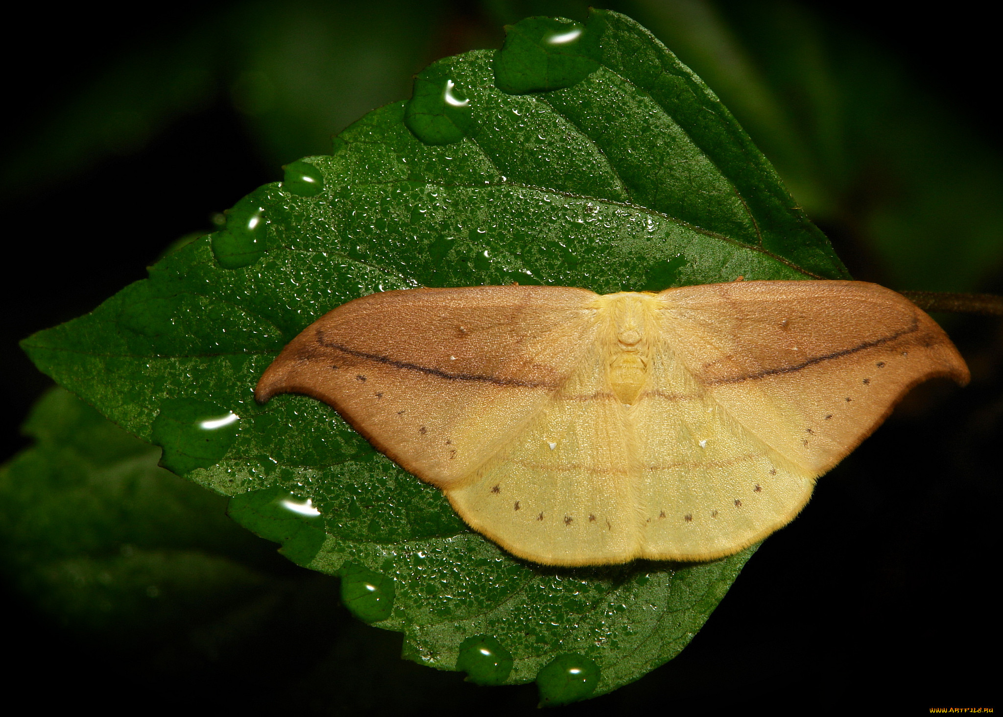 , ,  ,  , itchydogimages, , , , , , , 